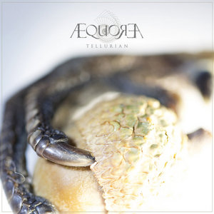 Aequorea — Tellurian