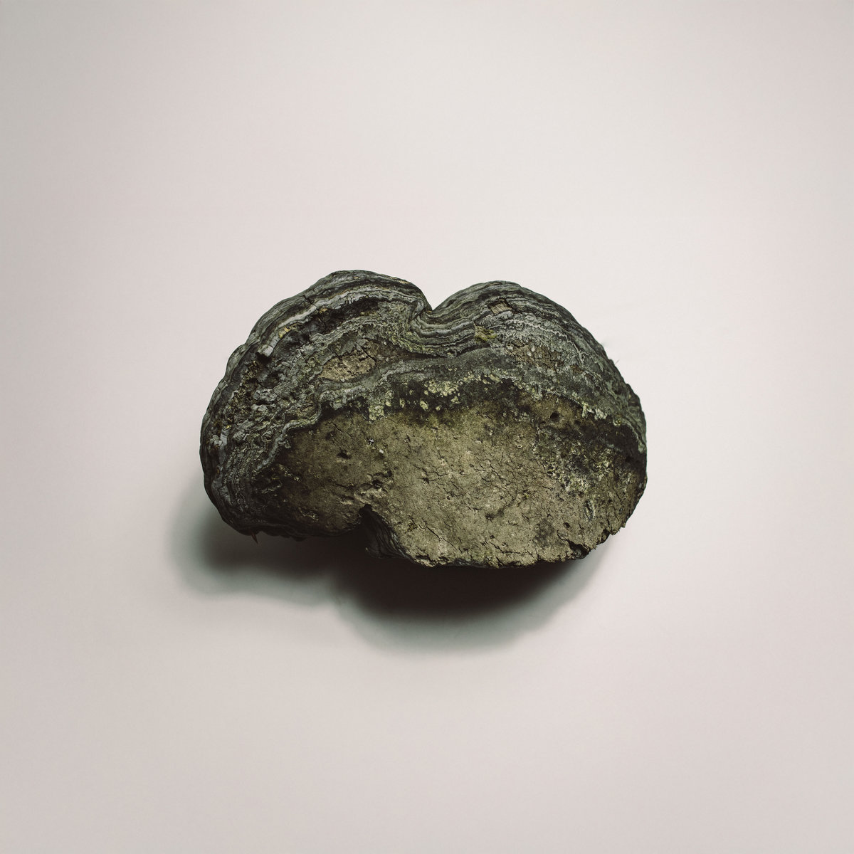 Garden Variety | Ryan Packard | Dinzu Artefacts