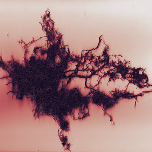 Maria W Horn — Earthward ArcsMaria W Horn & Vilhelm Bromander