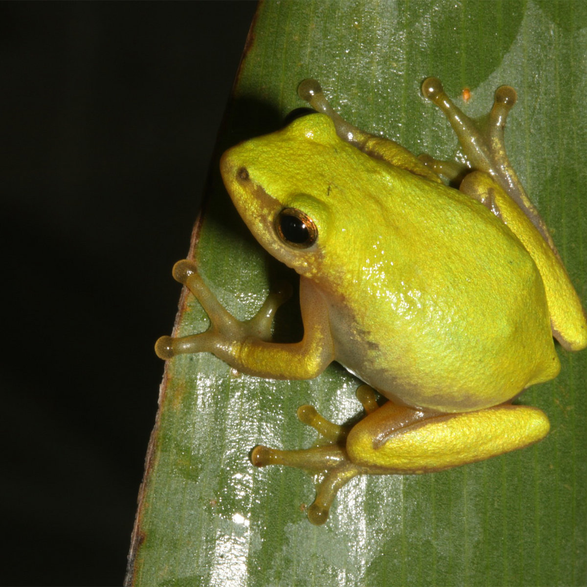 Hyperolius pickersgilli Forest of Frogs