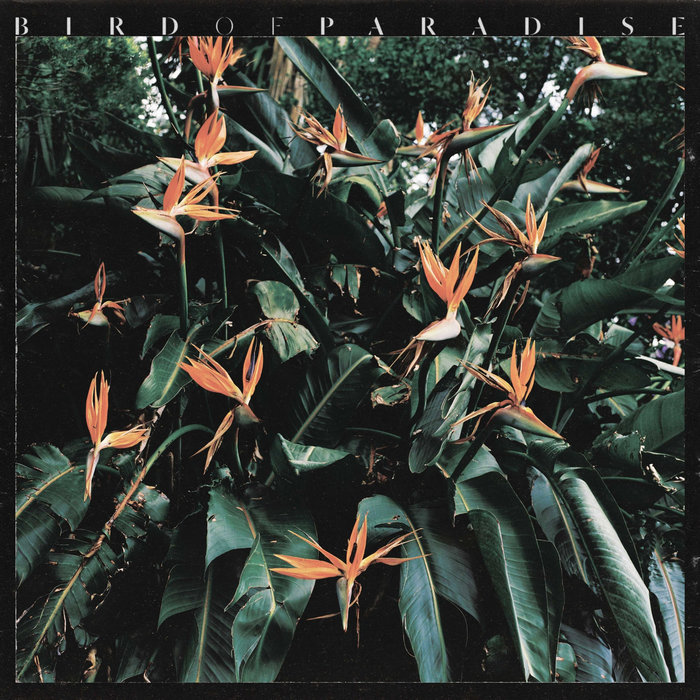 Bird of Paradise, by Karnan Saba + Hone Be Good