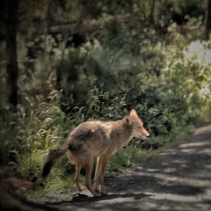 Coyotes cover
