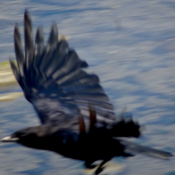 Old Crow on the Wing (demo) Charles de Lint