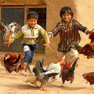 Chasing Chickens cover