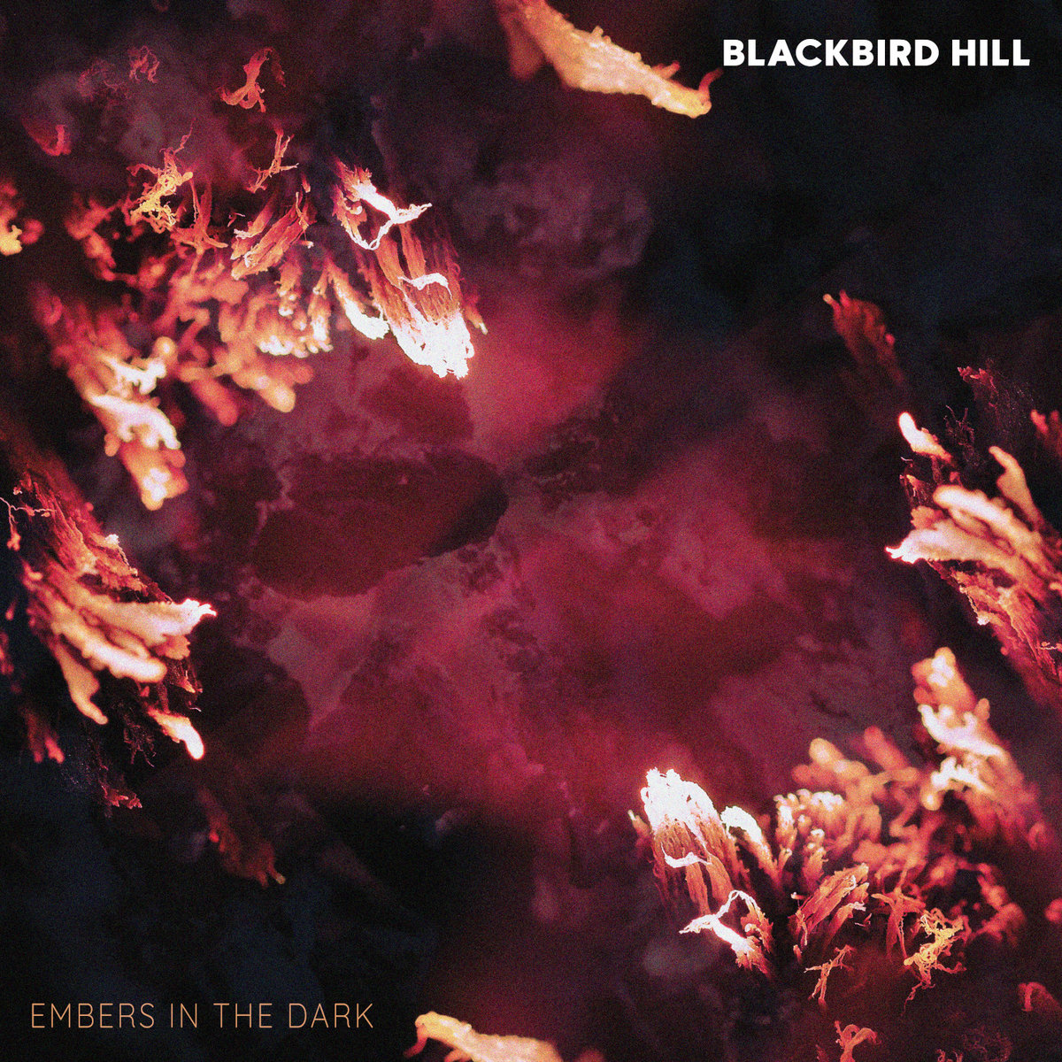 Embers In The Dark | Blackbird Hill