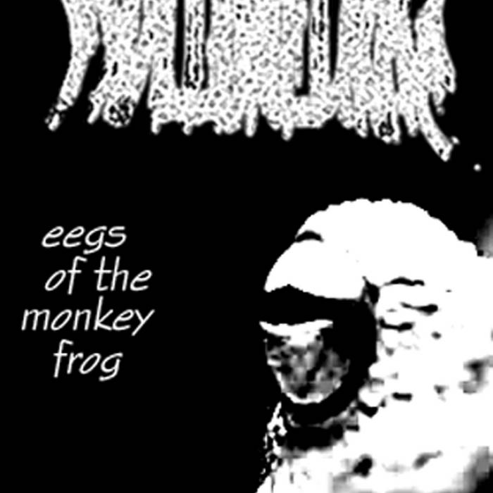 Eggs Of The Monkey Frog | Phyllomedusa