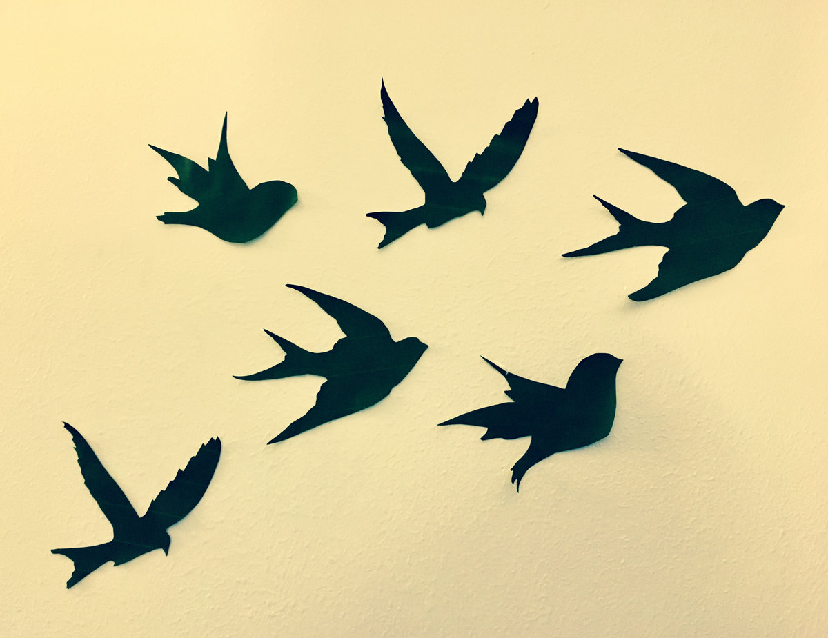 Bird Shadows