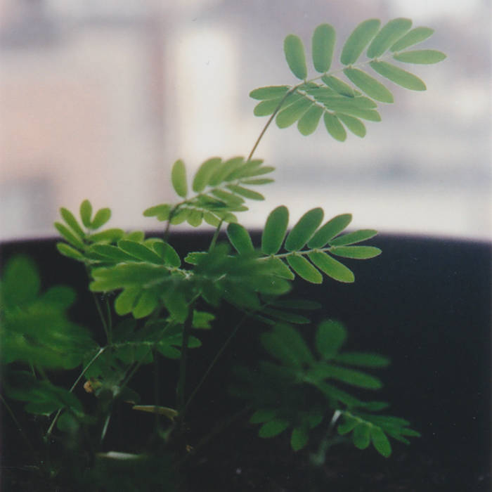 Music For Mimosa Pudica & Codariocalyx | David Edren