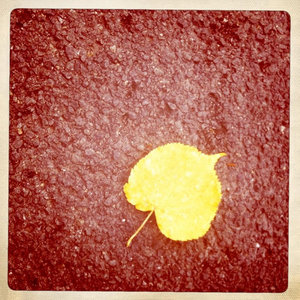 The Farewell Circuit — Christmas Bird