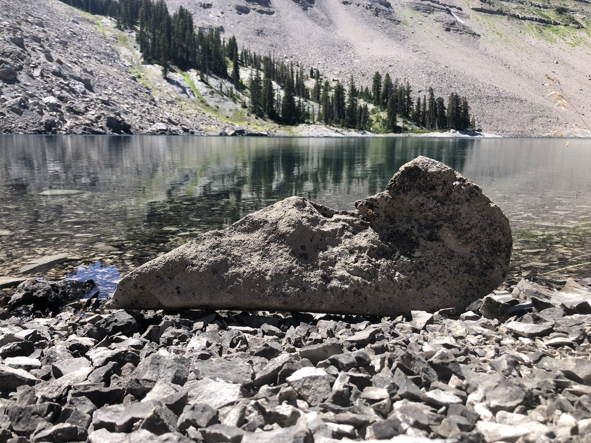 Mountain Standard Holler Rat