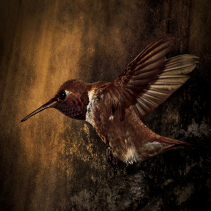 Keep Humming Bird | mindlikewater