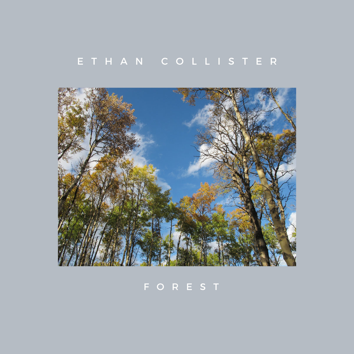 Forest | Ethan Collister