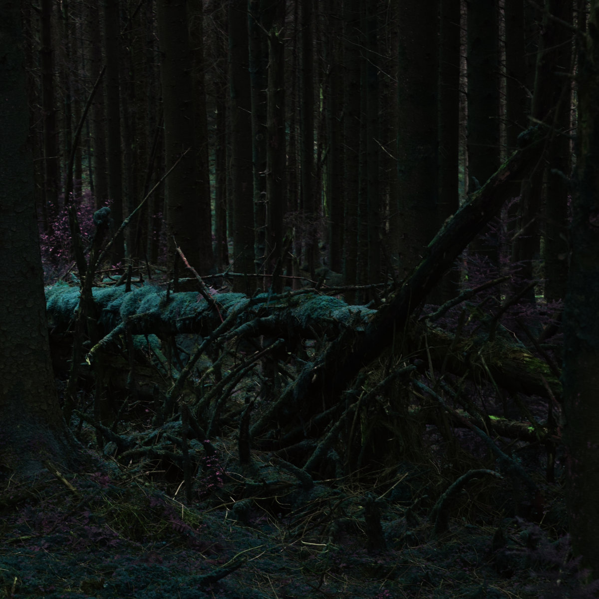 A One Way Trip Into The Woods cover