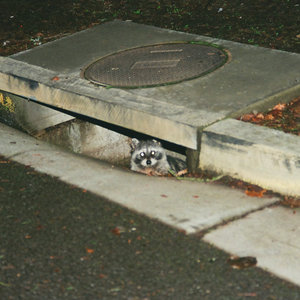 King of Raccoons cover