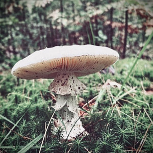 Toadstool cover