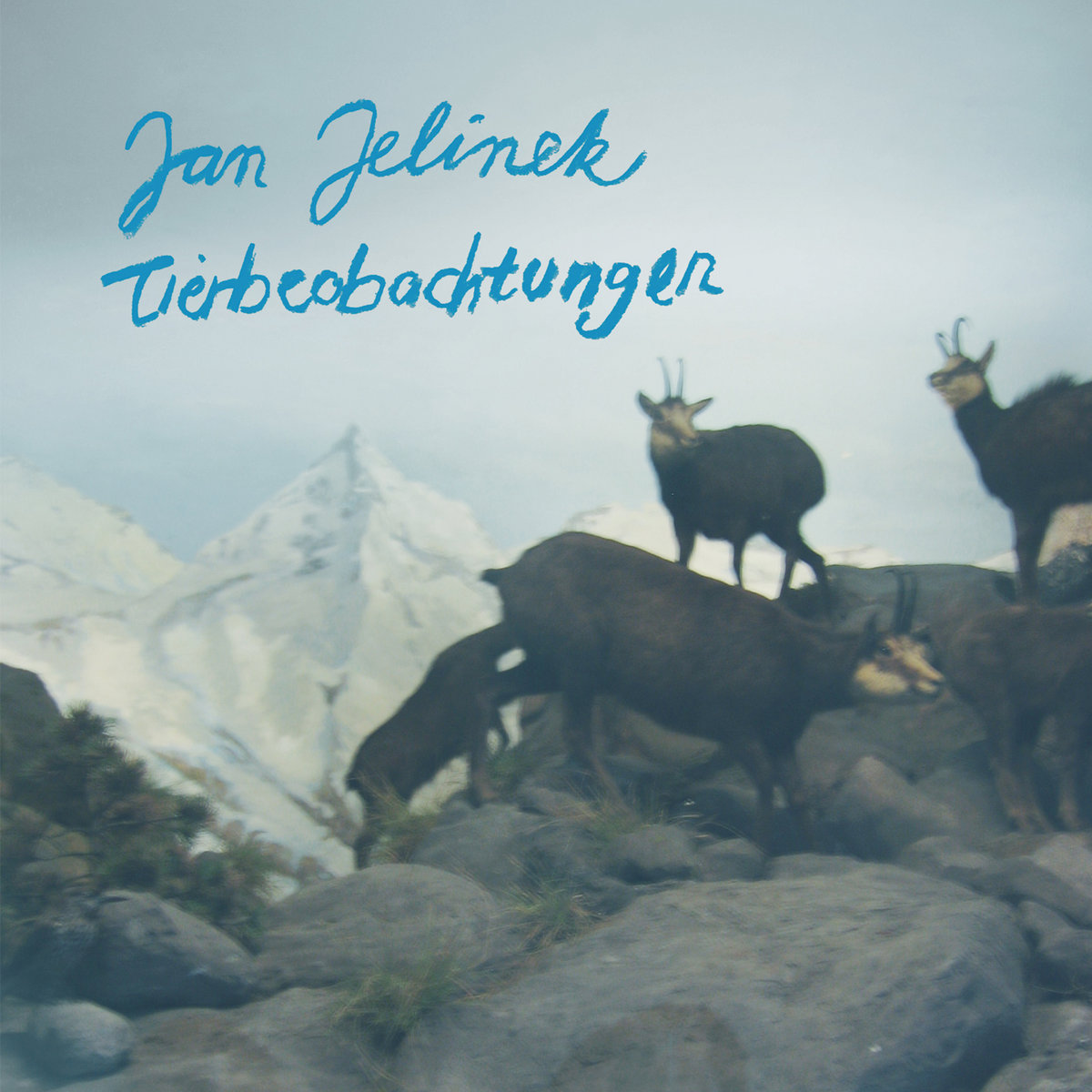 Tierbeobachtungen | Jan Jelinek