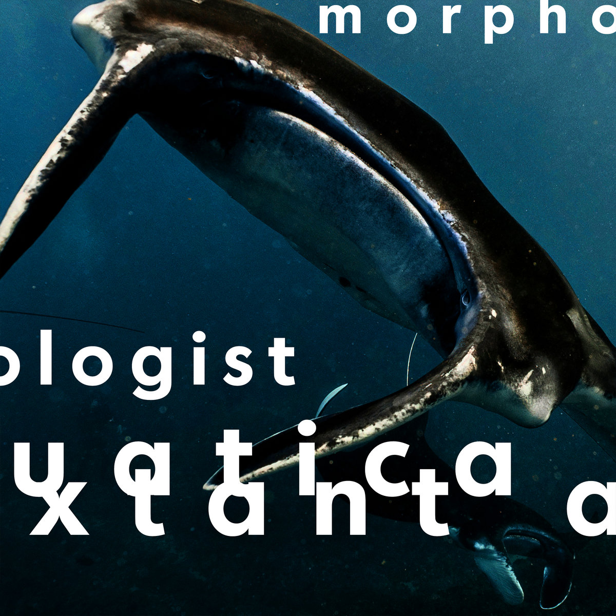Extant Aquatica | Morphologist | College Hill