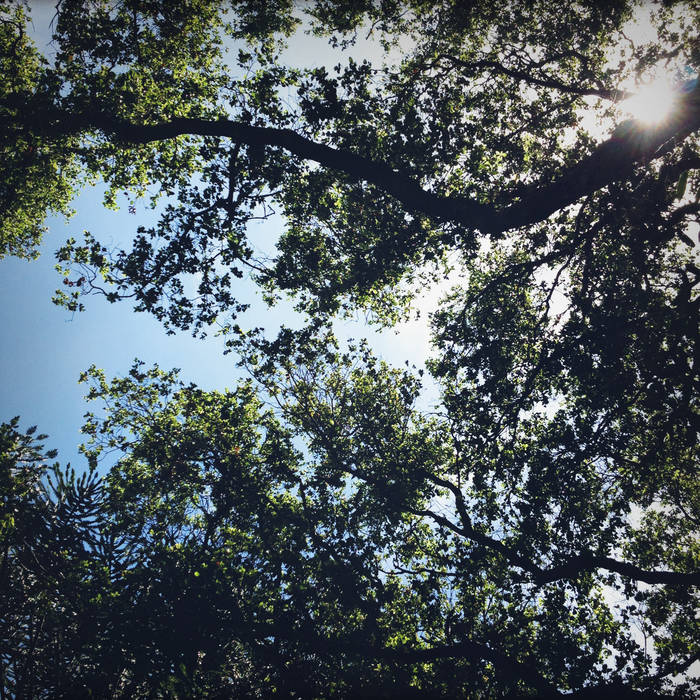 nicifrog's collection Bandcamp