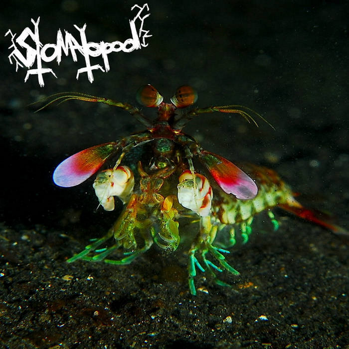 2 Guys 1 Fish | Stomatopod