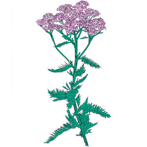 Patricia Wolf — 009: Patricia Wolf (Yarrow)