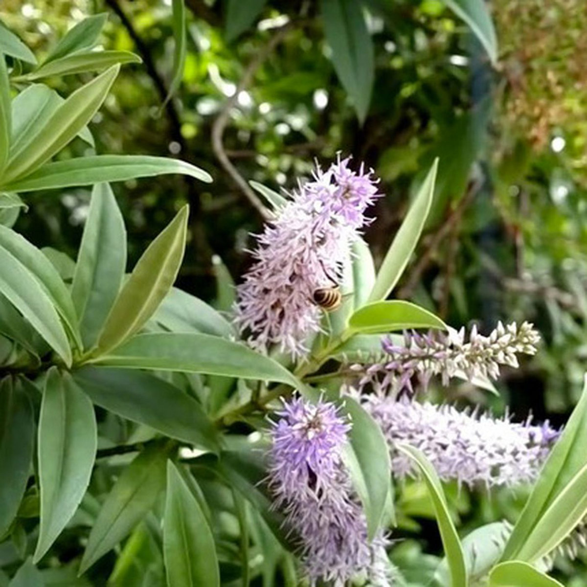 tekno beh beh free mp3 download