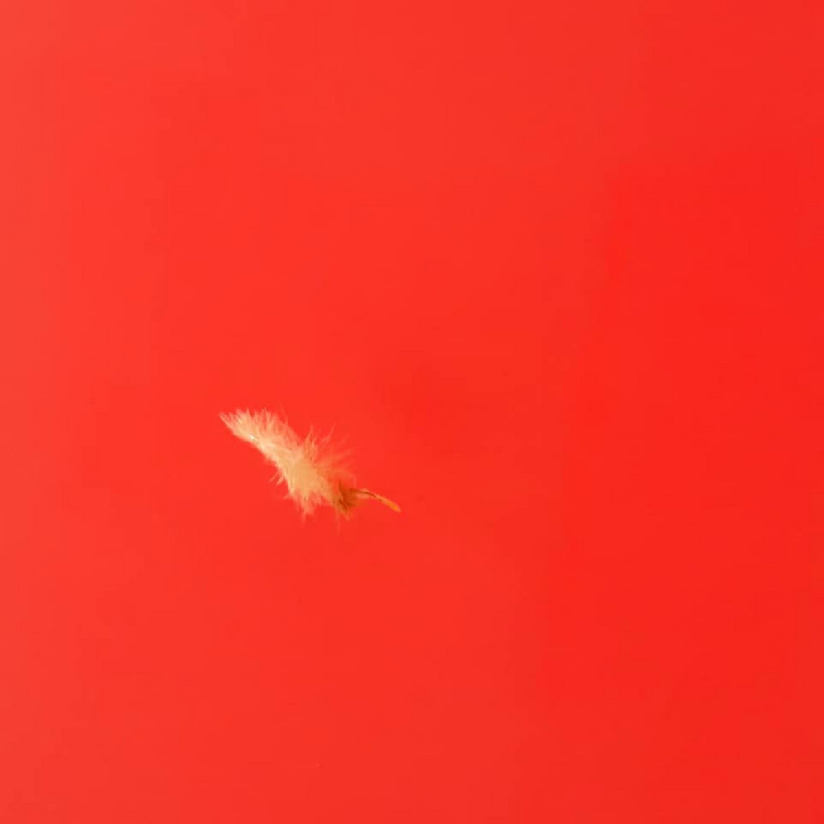 Shirkers Circus cover