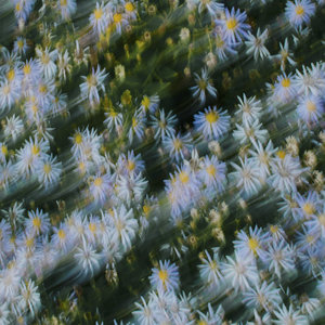 of flora and fawning cover