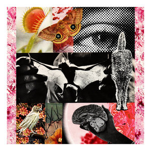 concentration[split with Dosis Letalis] cover