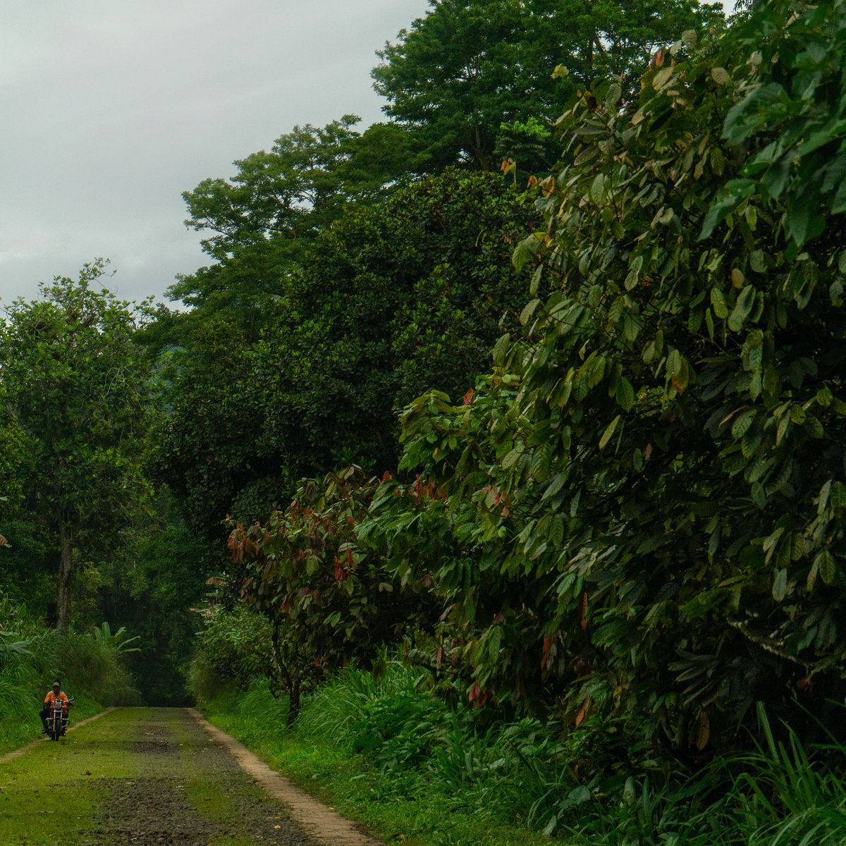 Entropies and Mimetic Patterns 