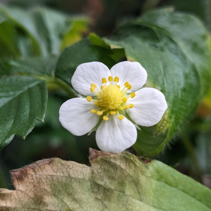 mystic, by encrypted.whispers