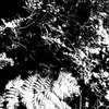 fern gardens of cascadia
