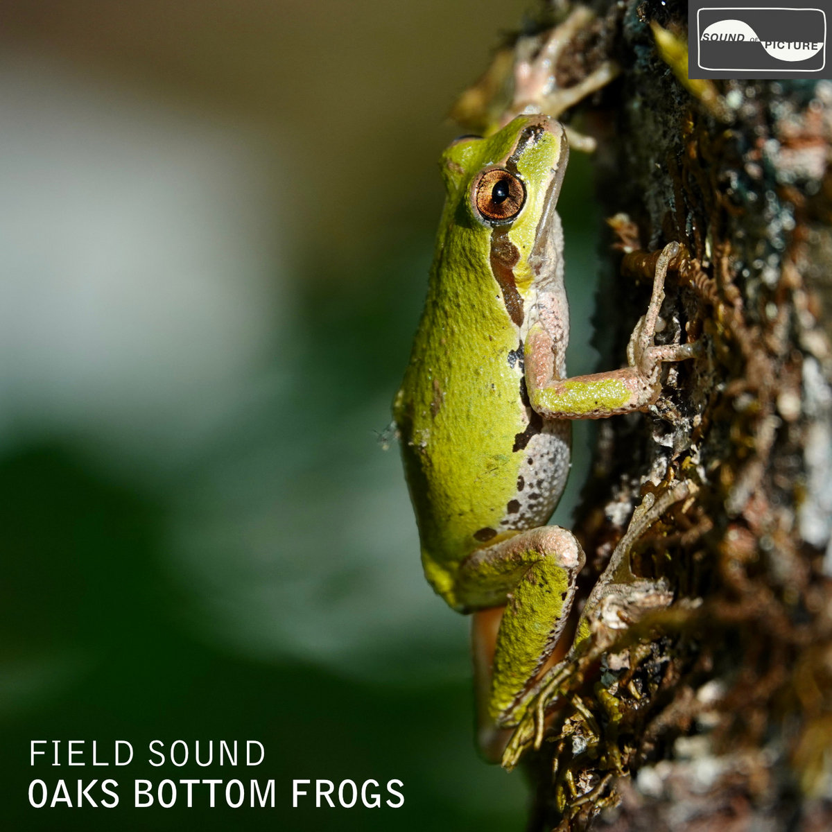 Oaks Bottom Frogs Field Sound