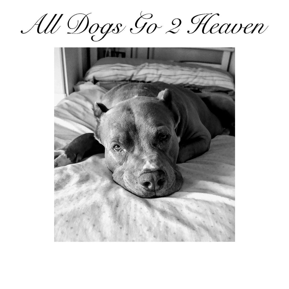 All Dogs Go 2 Heaven | Stayhigh