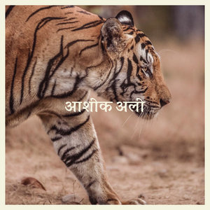 Lotus Rising - आशिक अली cover