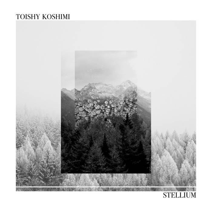 Stellium Toishy Koshimi insectorama