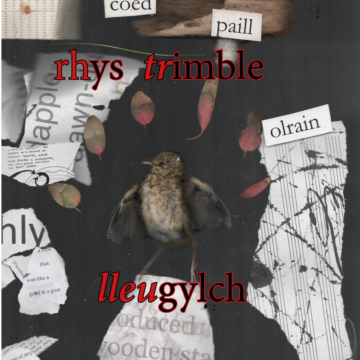 Rhys Trimble lleugylch | Rhys Trimble