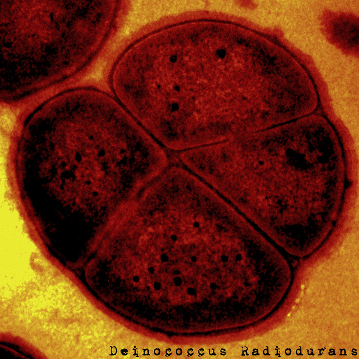 Deinococcus Radiodurans | Errant Static