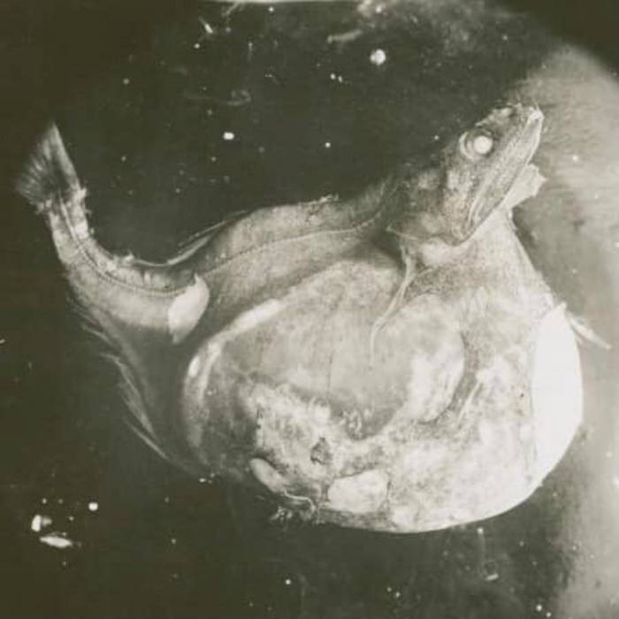 Black 2024 swallower fish