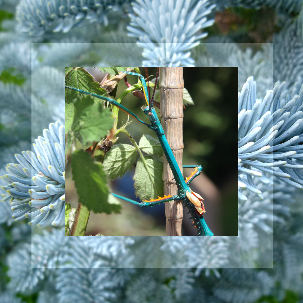 Achrioptera fallax Phasmatoptera Nature Noise Wall