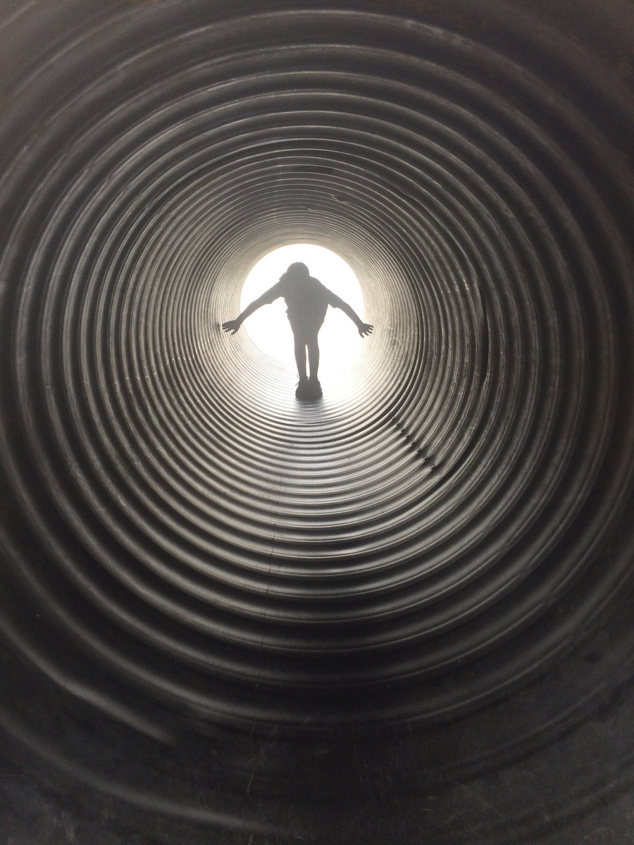 Googleplex | Miniature Poodle Gang