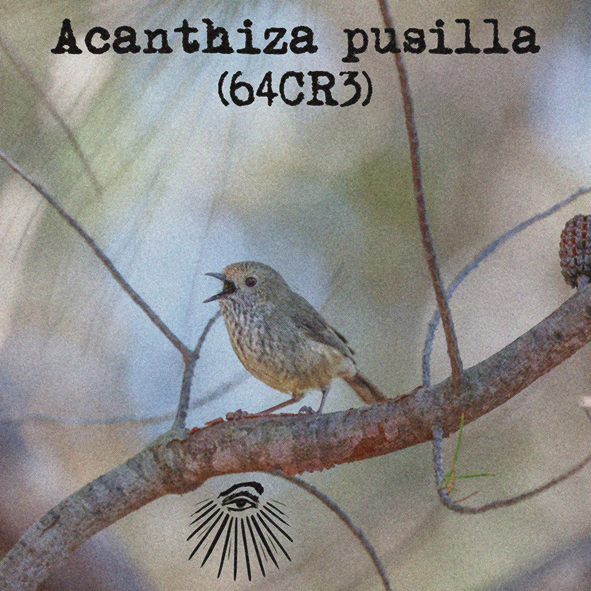 Acanthiza pusilla Bird Watcher Catalogue of Life