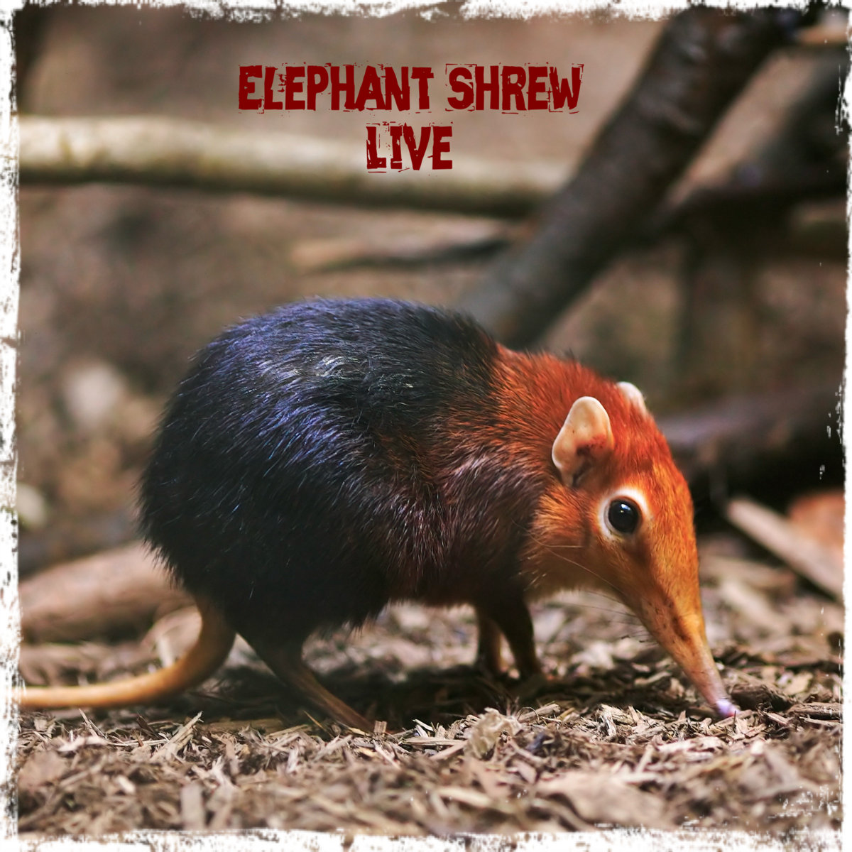 Live | Elephant Shrew | Adam Butera