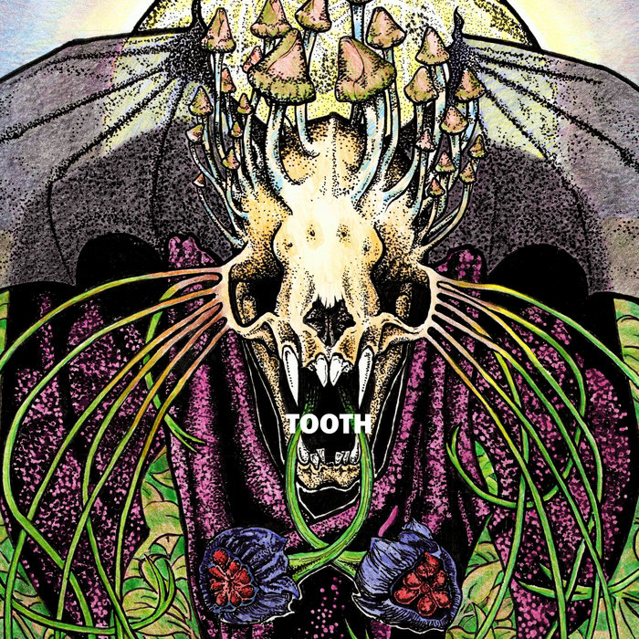 Tooth — Photo