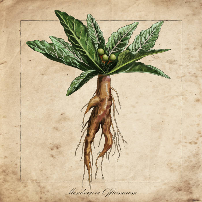 Mandrake Roots Stock Illustrations – 20 Mandrake Roots Stock