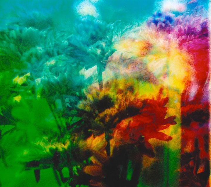 Night Jack Hurting and The Sunflower Seeds