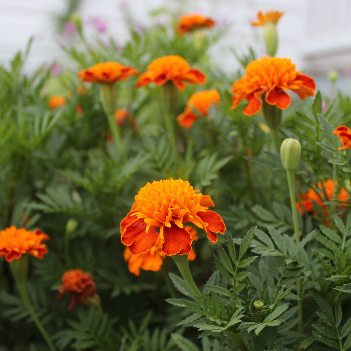 Heb Chicken Armadillo Eggs Recipe Wainhaile sdirmenkalespast