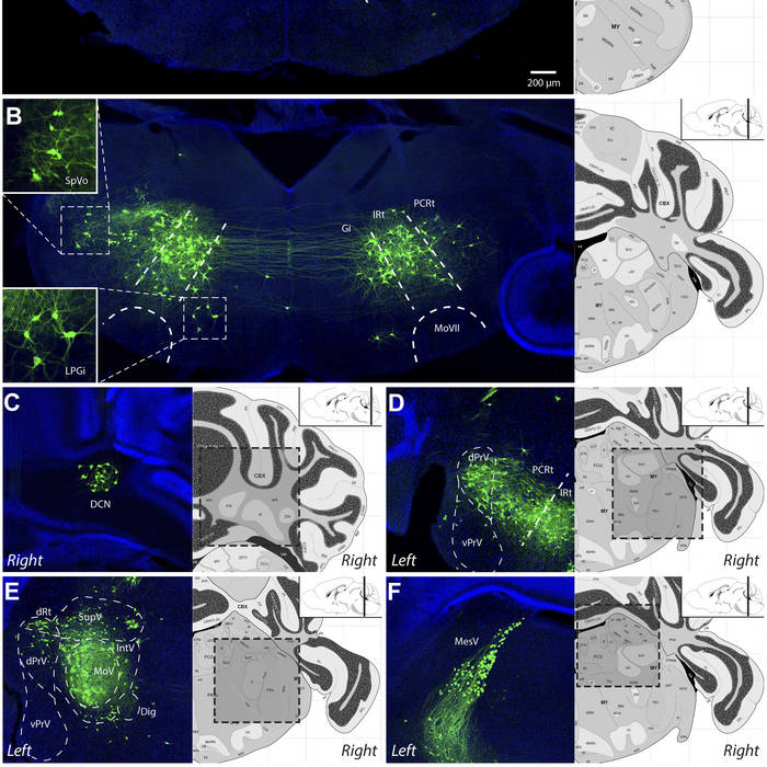 Illustrator Text Along Path Cs6 Keygen Nilsaval techstimitrareall