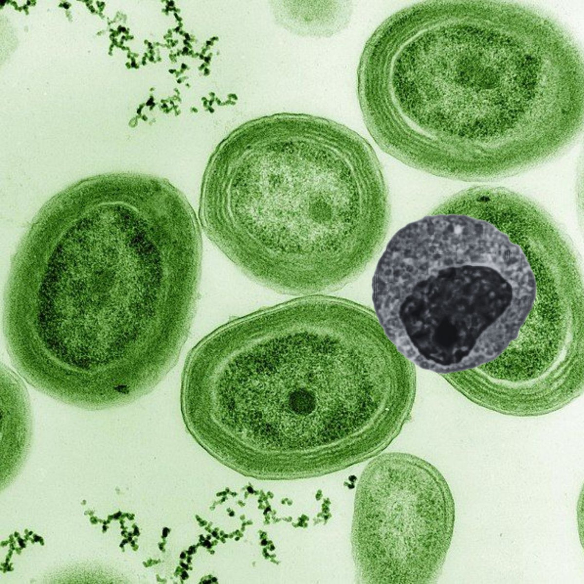 Symbiotic Entity Venous Transference of Genetic Entities in Microbial Symbiosis | myelocyte