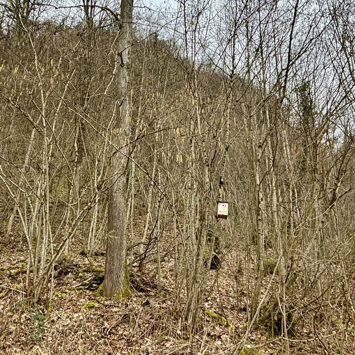 2026-02-28 birds, by Monty Dieter