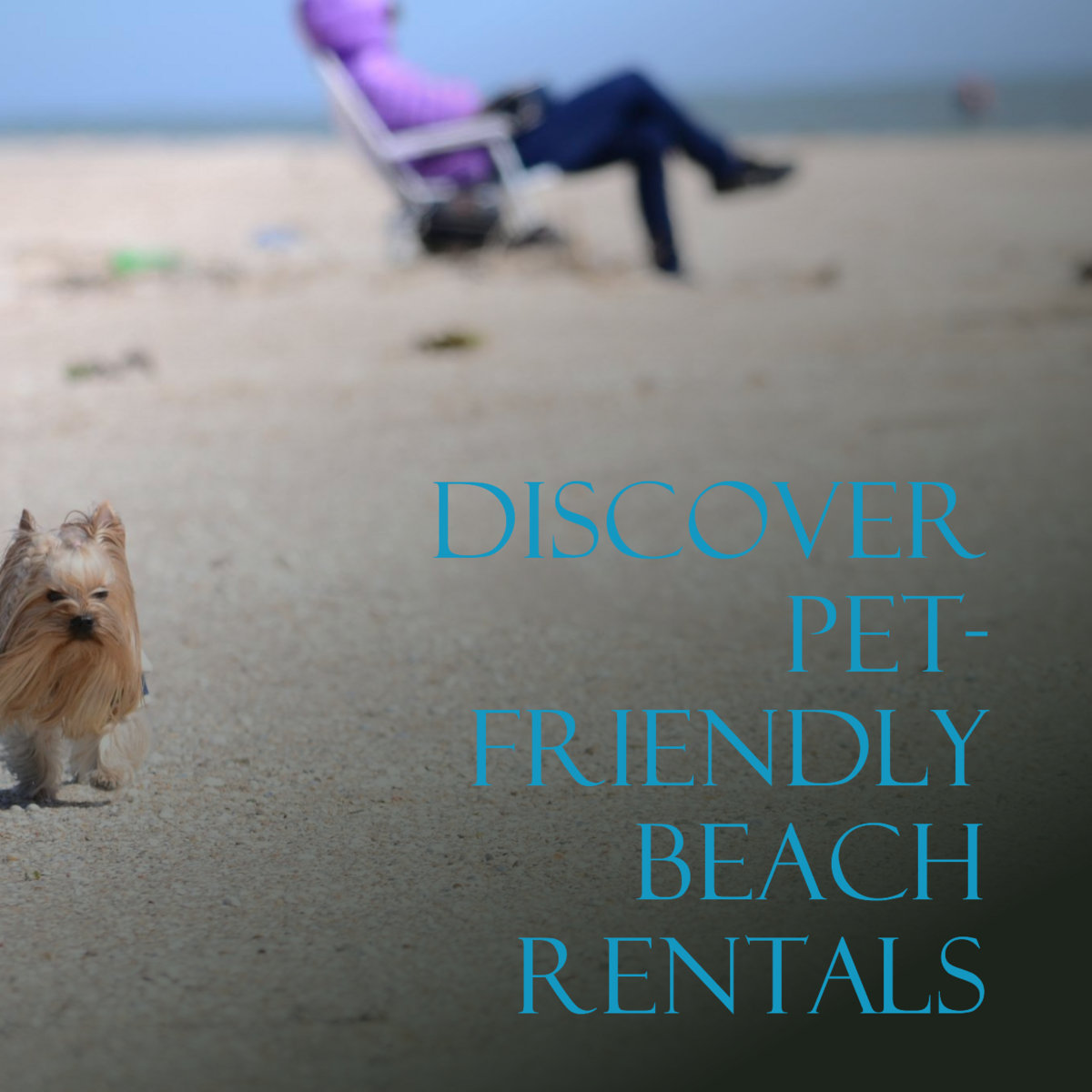 How to Find PetFriendly Beach Rentals Beaches